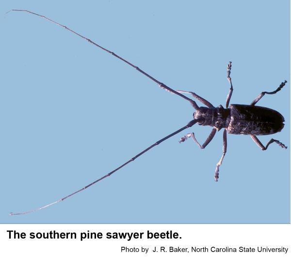 Thumbnail image for Southern Pine Sawyer